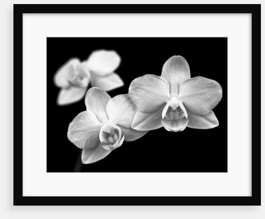 Close-up of white Orchids by Assaf Frank